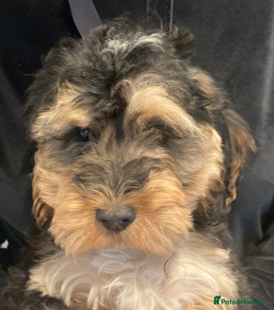 Cockapoo dogs for sale: STUNNING MINIATURE F1 COCKAPOO PUPPIES  in Slough - Image 18