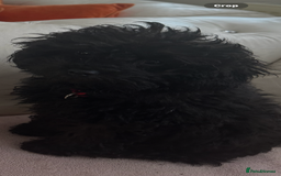 Mixed Breed dogs for sale: Asian toy poodle black boy  - Image 19