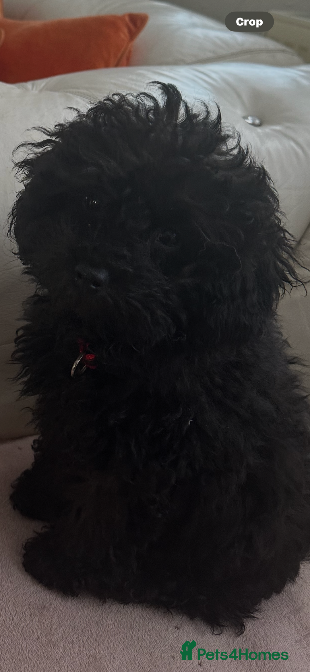 Mixed Breed dogs for sale: Asian toy poodle black boy  - Image 19