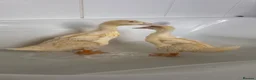 Mixed Breed birds for sale: Indian runner ducks - Advert 6