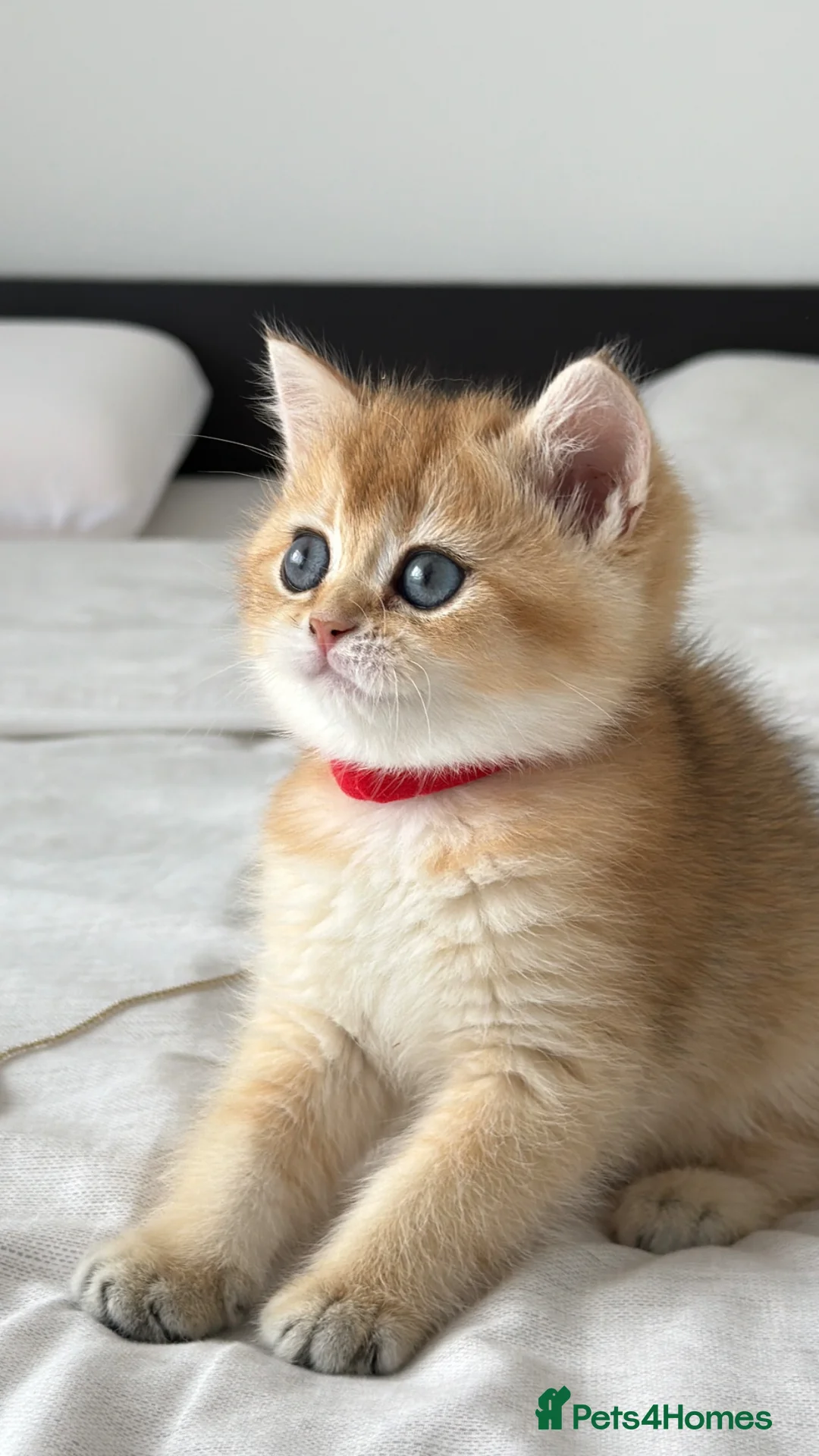 British Shorthair cats for sale: Exception quality,Champion bloodlines GCCF/TICA  - Advert 2