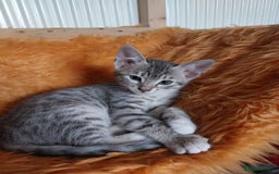 Savannah cats for sale: Playful Savannah F5 Mix Kittens for Loving Homes - Image 13