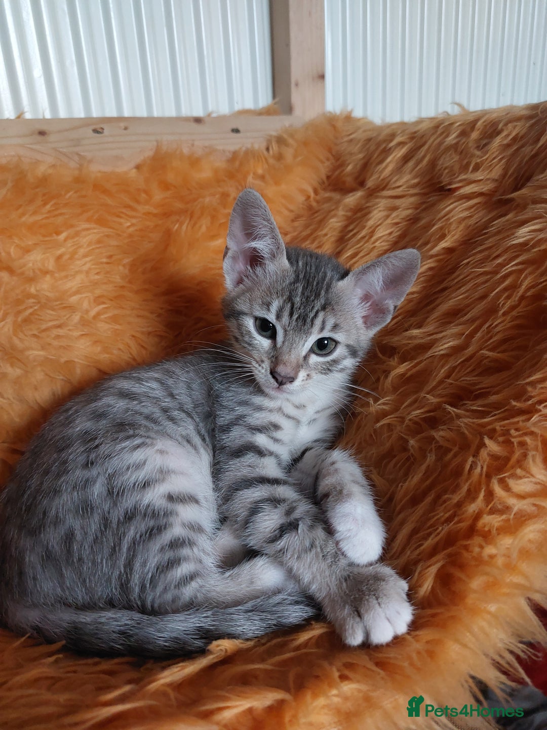 Savannah cats for sale: Playful Savannah F5 Mix Kittens for Loving Homes - Image 13