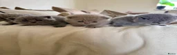 British Shorthair cats for sale: 4 British shorthair kittens  - Advert 18