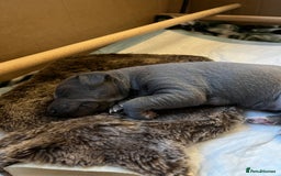 Italian Greyhound dogs for sale: 1 Italian Greyhound Puppy Girl / Bitch For Sale! - Image 2