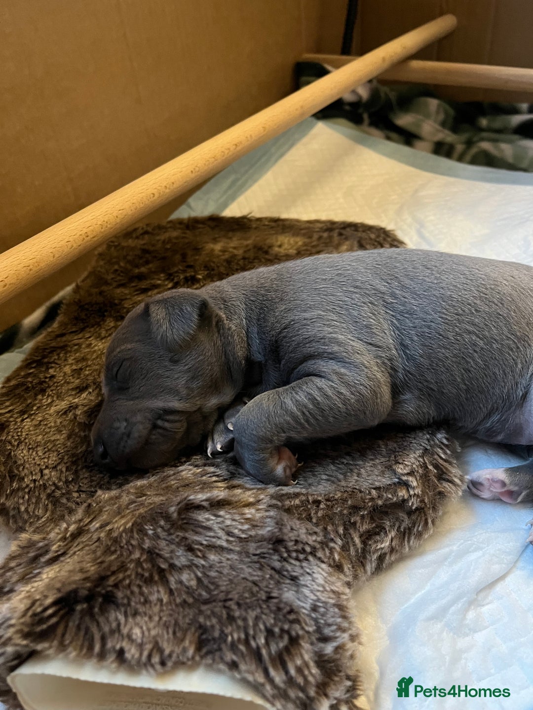 Italian Greyhound dogs for sale: 1 Italian Greyhound Puppy Girl / Bitch For Sale! - Image 2