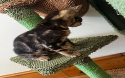 Mixed Breed cats for sale: Gorgeous Marble fur kitten - Ready now - Image 8