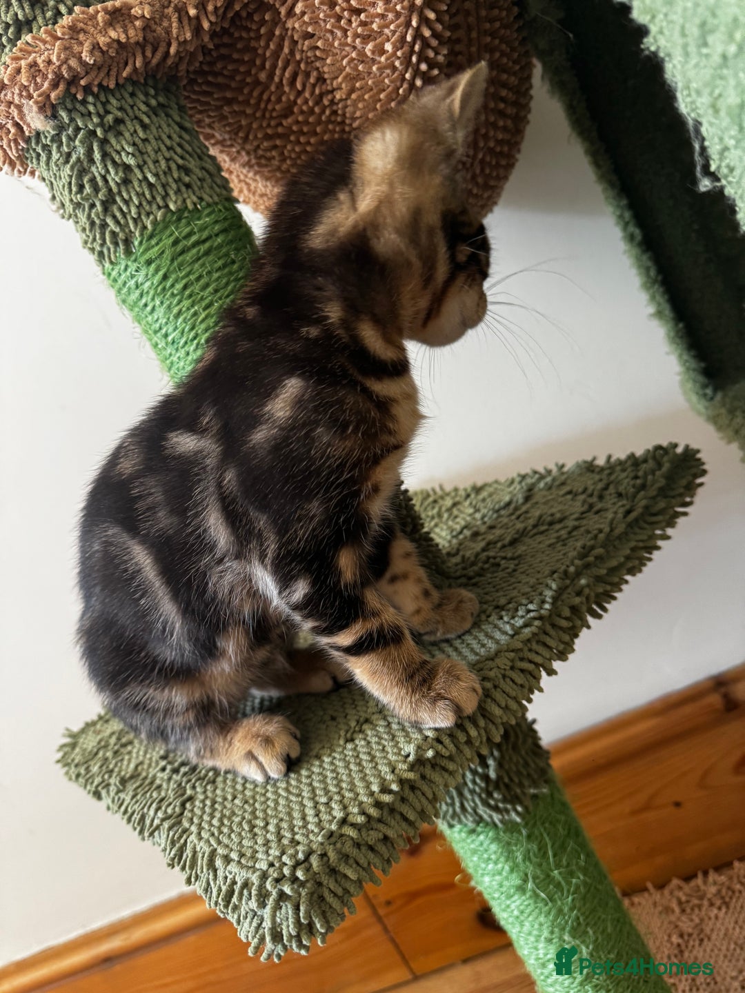 Mixed Breed cats for sale: Gorgeous Marble fur kitten - Ready now - Image 8