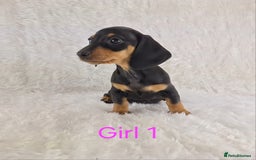 Miniature Dachshund dogs for sale: Beautiful Miniature Dachshund Puppies  - Image 22