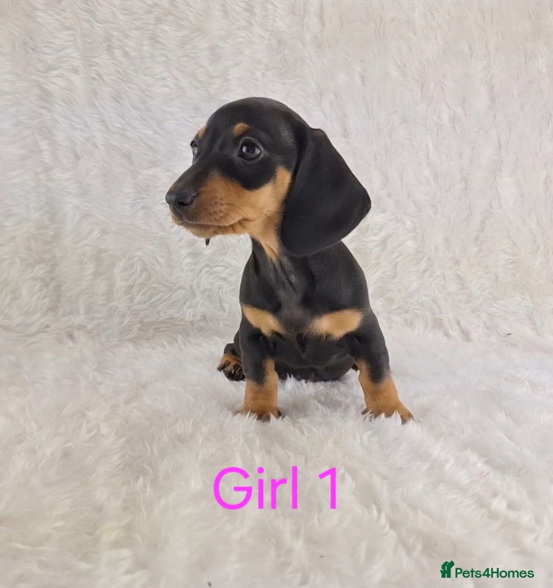 Miniature Dachshund dogs for sale: Beautiful Miniature Dachshund Puppies  - Image 22