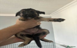 Mixed Breed dogs for sale: German Shepherd x Collie Mix Puppies for sale - Image 4