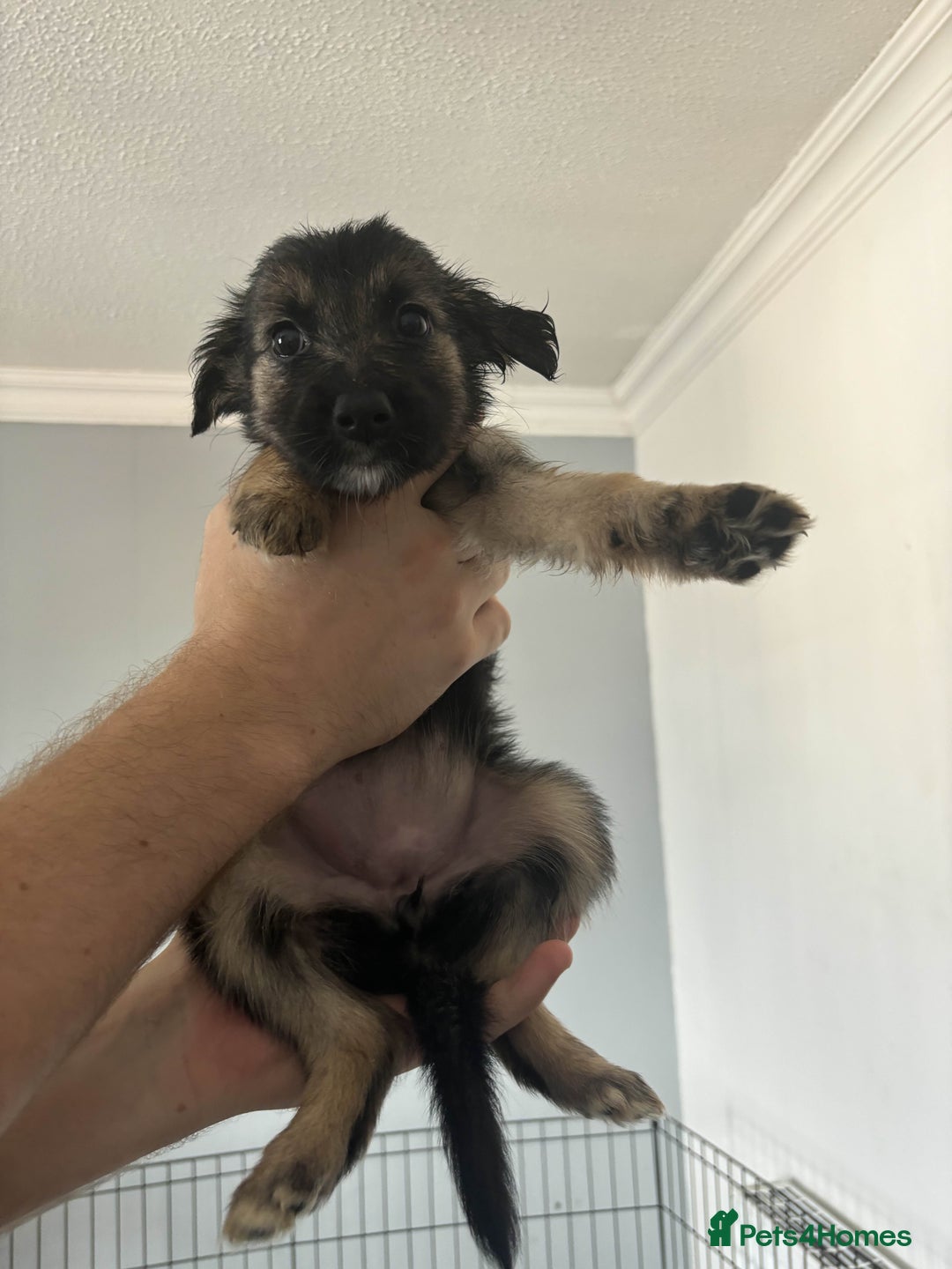 Mixed Breed dogs for sale: German Shepherd x Collie Mix Puppies for sale - Image 4