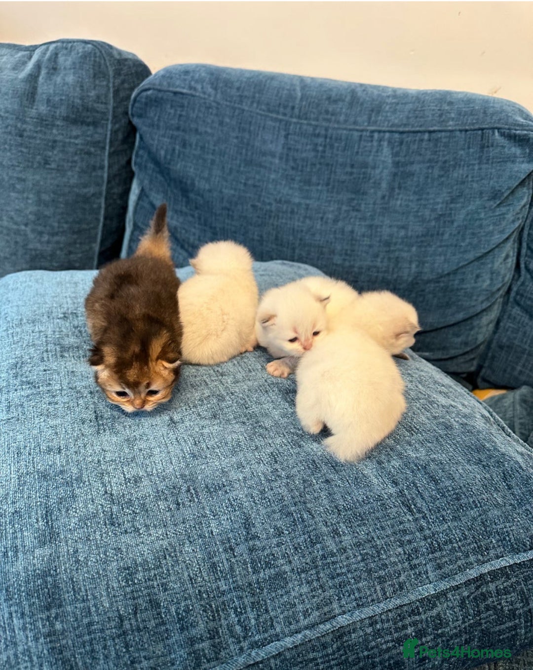 British Longhair cats for sale: Stunning British Longhair Kittens Ready to collect - Image 1