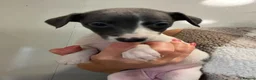 Whippet dogs for sale: Whippets  - Advert 16