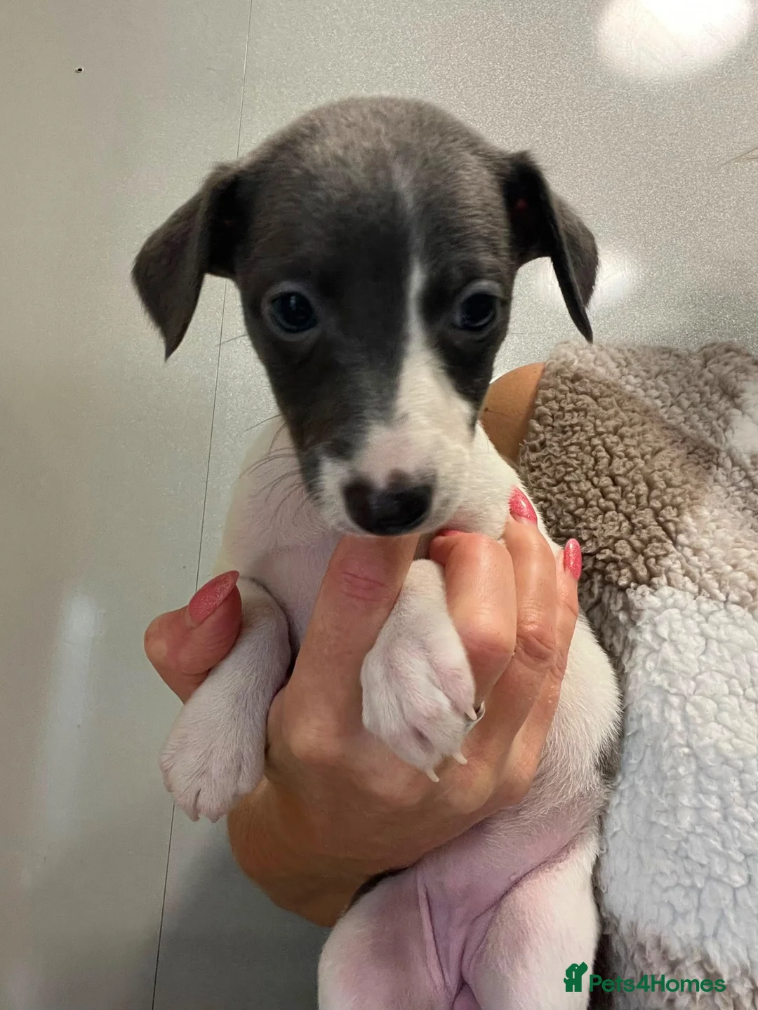 Whippet dogs for sale: Whippets  - Advert 16