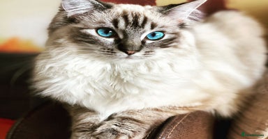 Ragdoll cats 🏅GCCF Ragdoll kittens Ready now - Advert 5