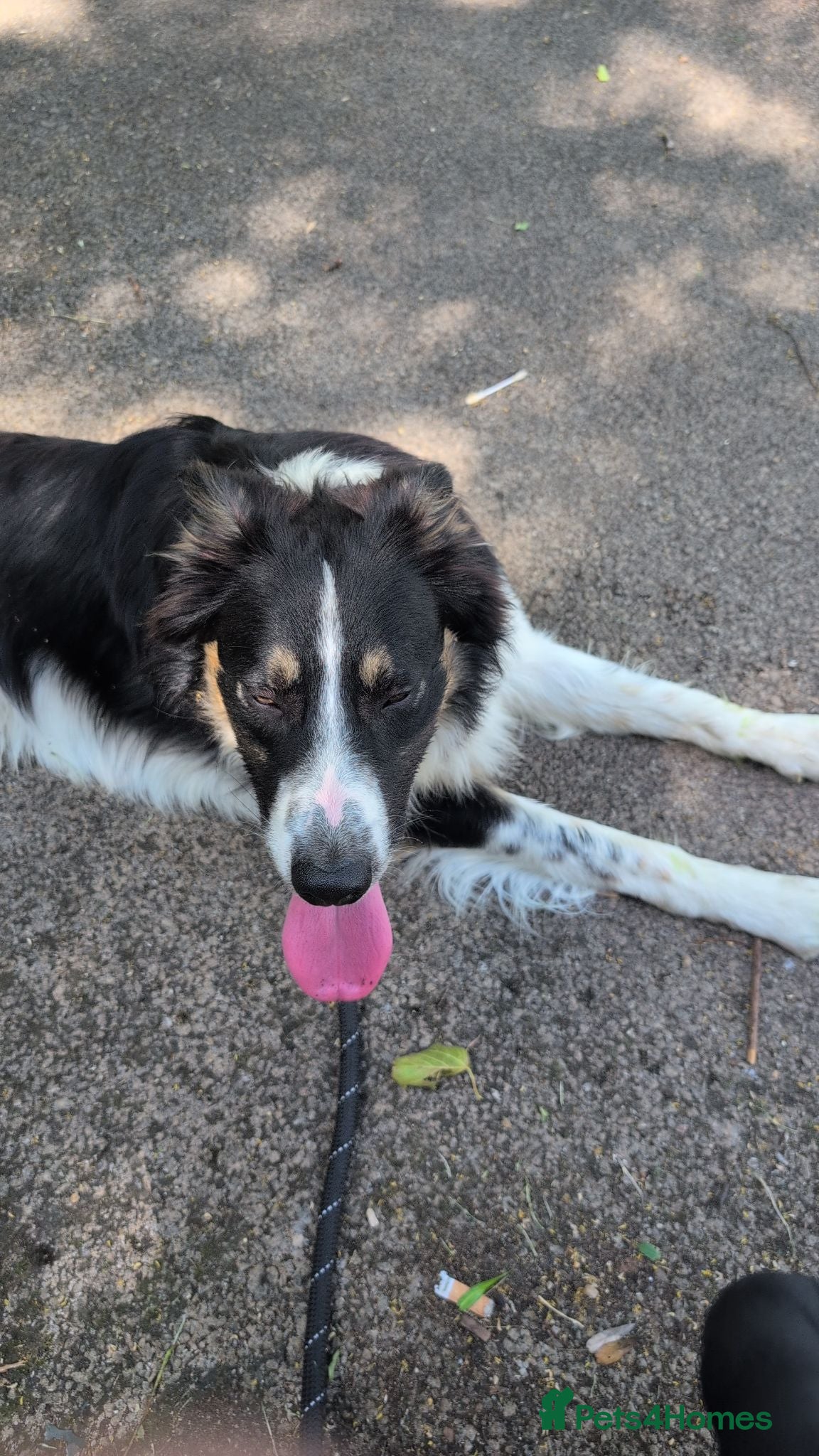 Border Collie dogs Enzo (11 months) - Advert 2