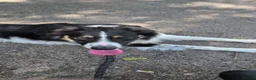 Border Collie dogs for sale: Enzo (11 months) - Advert 1
