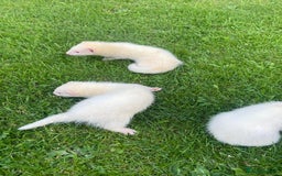 Mixed Breed livestock for sale: Ferrets for rehoming - Image 2