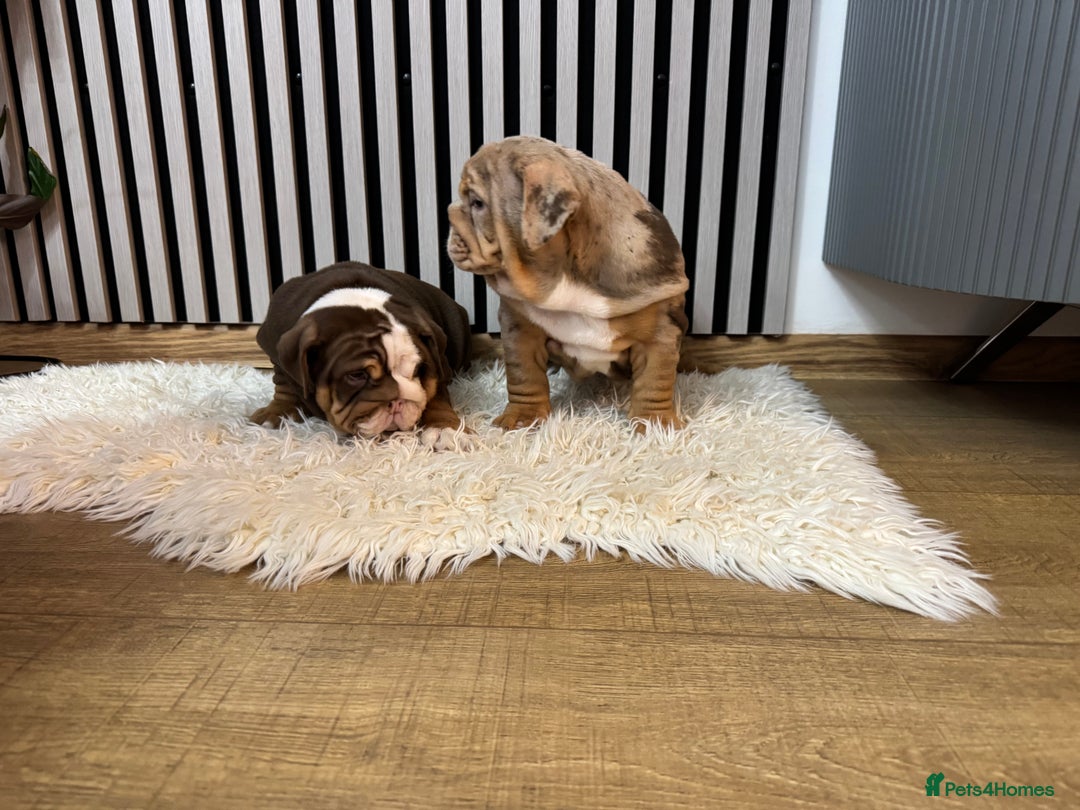 English Bulldog dogs for sale: Our girls looking for a warm sofa and full love ❤️ - Advert 1