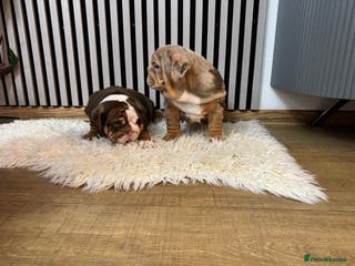 English Bulldog dogs Our girls looking for a warm sofa and full love ❤️ - Advert 7