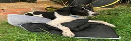 Mixed Breed dogs for adoption: Tiana (Pointer mix) in Coulsdon - Advert 14