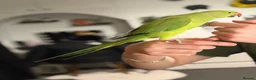 Parakeets birds for sale: Indian Ring Neck  - Advert 3