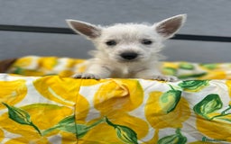 West Highland Terrier dogs for sale: West highland terrier puppies  - Image 17