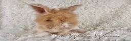Angora rabbits for sale: FULLY VACCINATED ANGORA BROTHERS  - Advert 13
