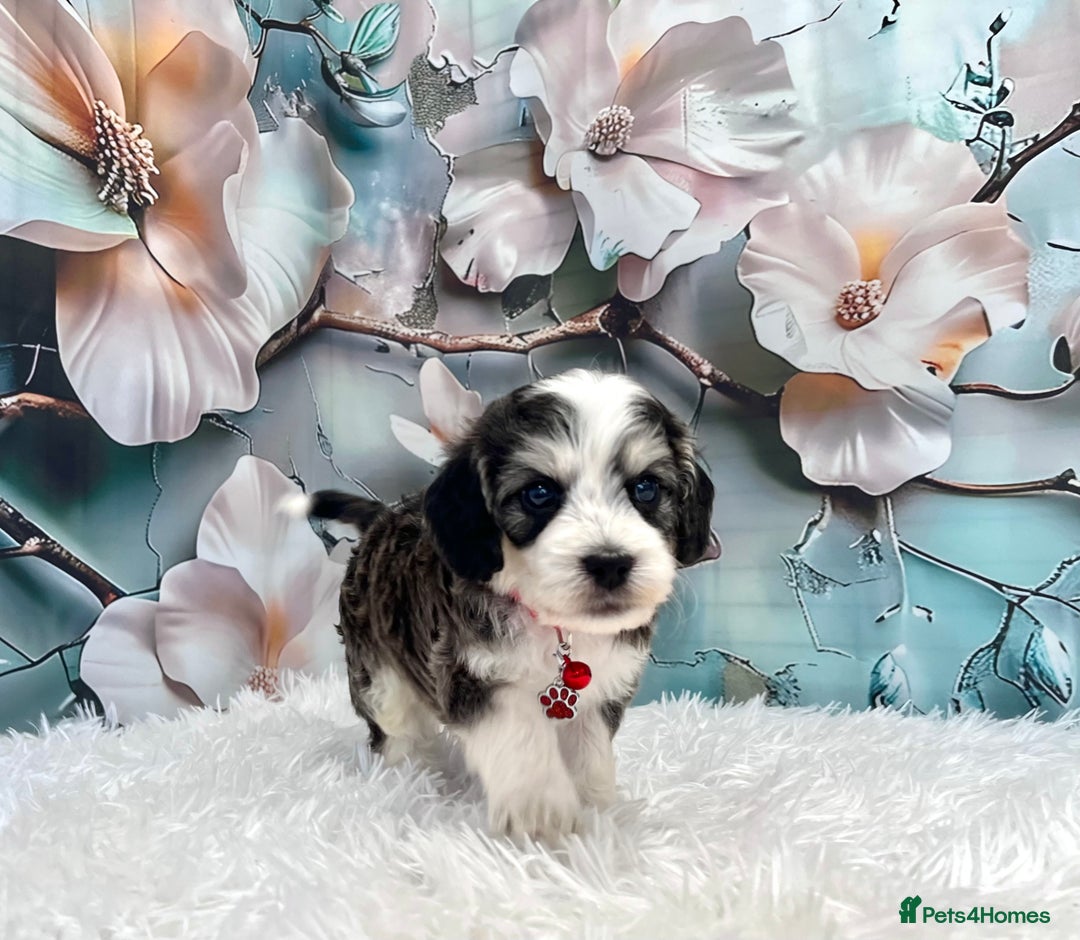 Cockapoo dogs for sale: ⭐️Rare Silver Phantom DNA CLEAR Mini F1 Cockapoos - Image 20