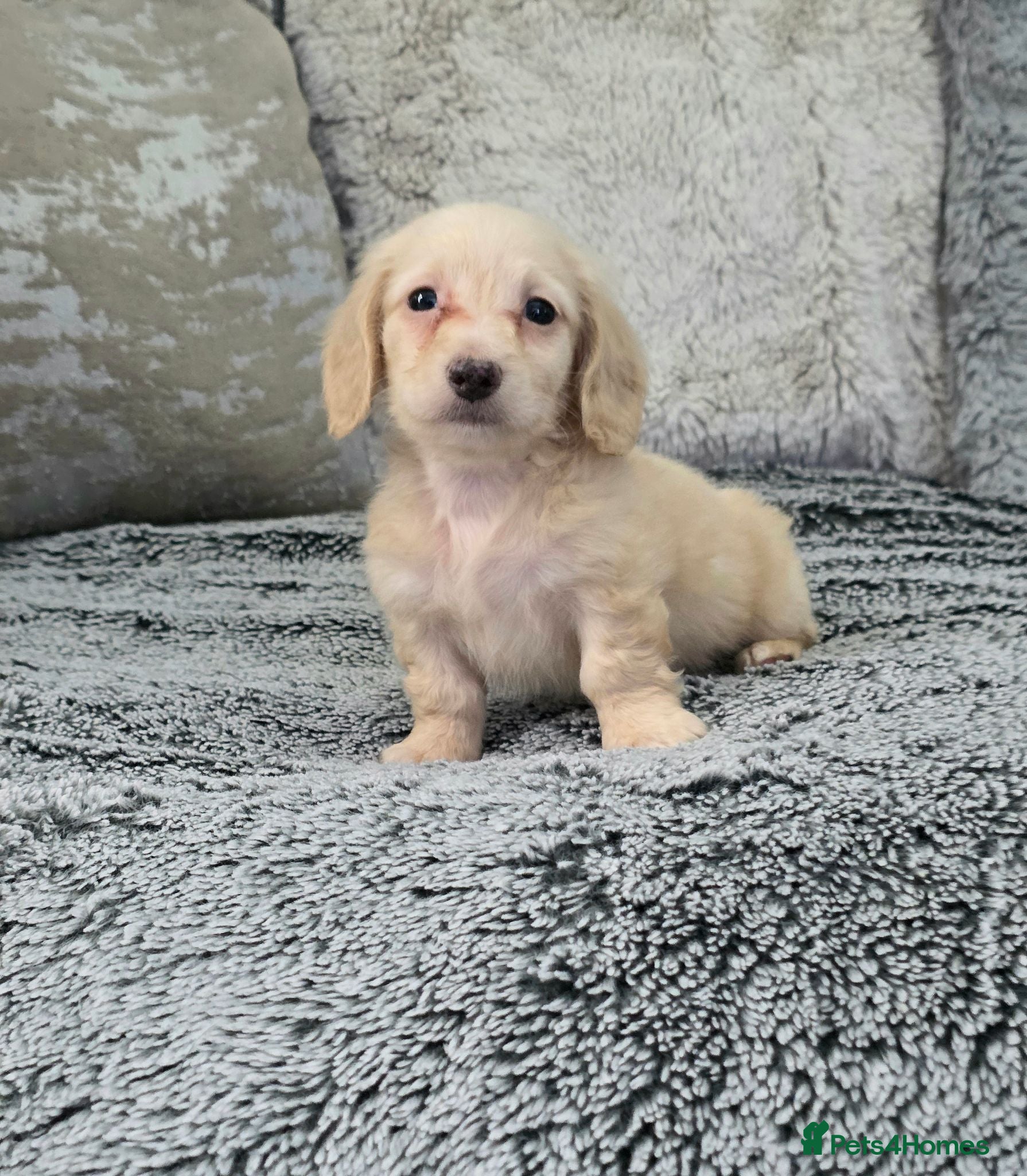 Miniature Dachshund dogs Cream miniature Dachshund males - Advert 2