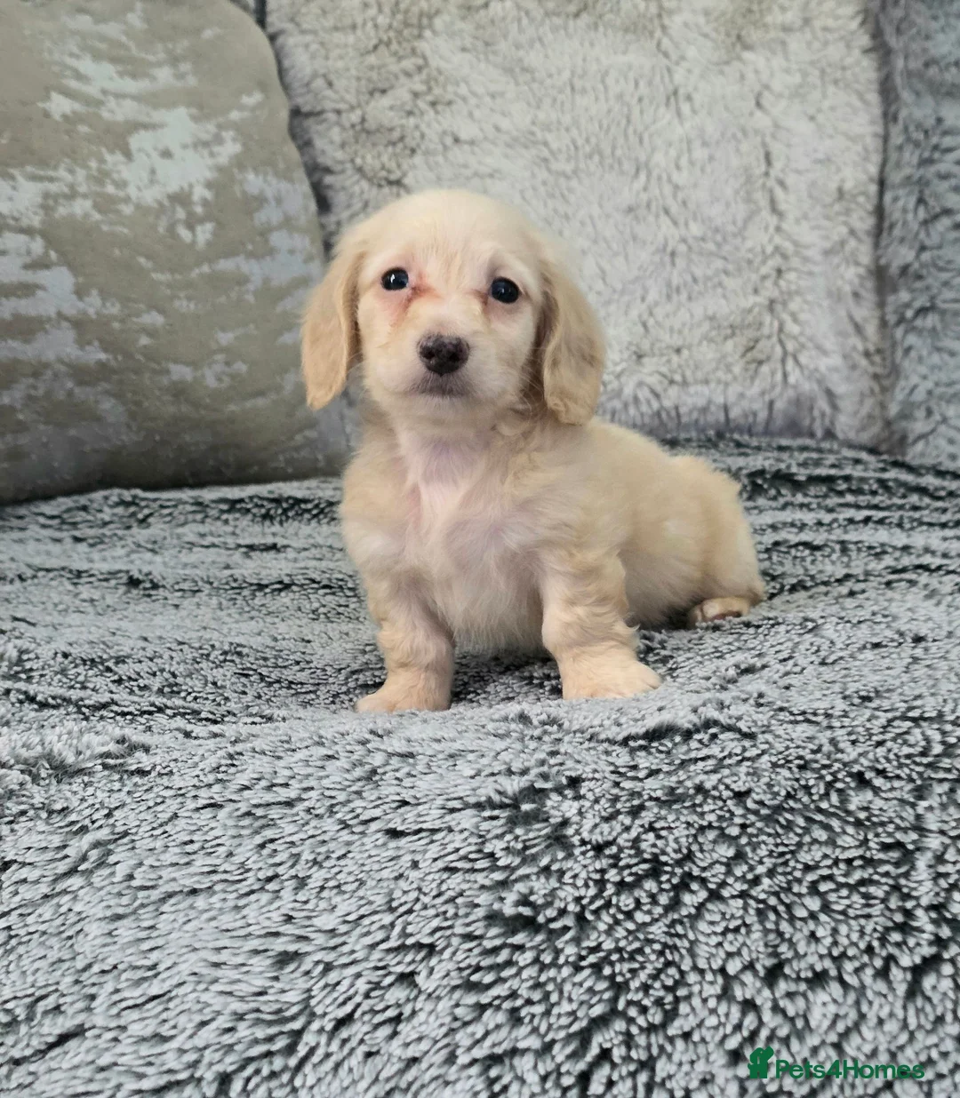 Miniature Dachshund dogs for sale: Cream miniature Dachshund males - Advert 2