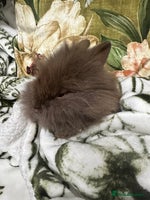 Mini Lion Lop rabbits - Advert 4