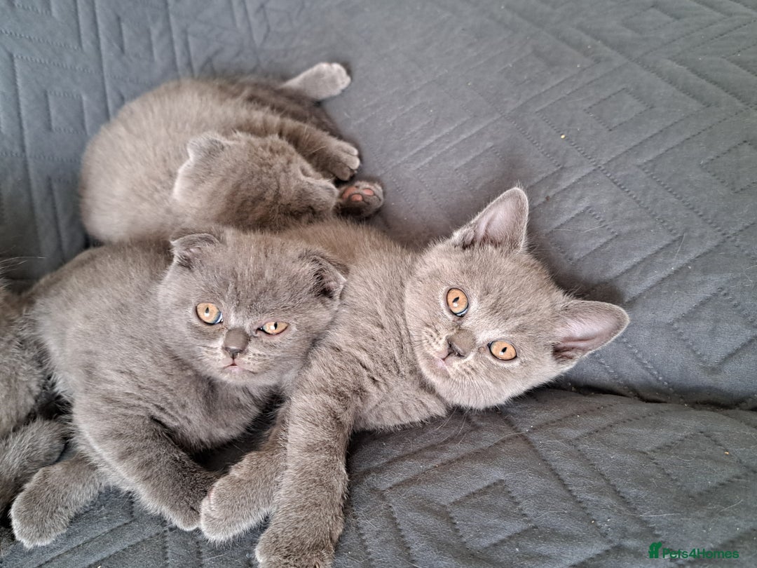 British Shorthair cats for sale: BSH + SFS KITTENS ARE READY TO GO NOW - Advert 3