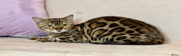 Bengal cats for sale: Bengal Queen  - Advert 21
