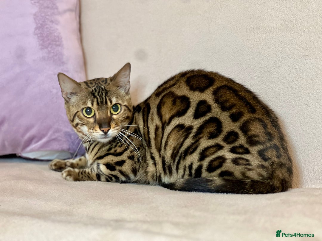 Bengal cats for sale: Bengal Queen  - Advert 21