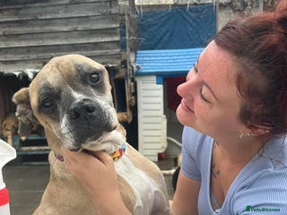 Mixed Breed dogs ET - Hevingham Norfolk in Norwich - Advert 2