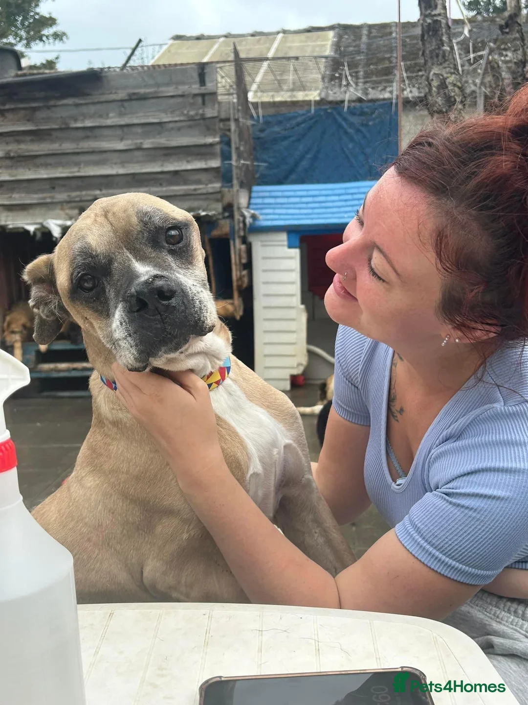 Mixed Breed dogs for adoption: ET - Hevingham Norfolk  in Norwich - Advert 1