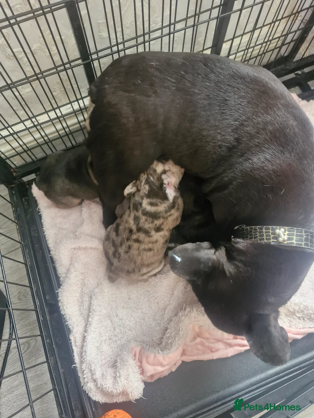 French Bulldog dogs for sale: Miss little French puppy  - Advert 6