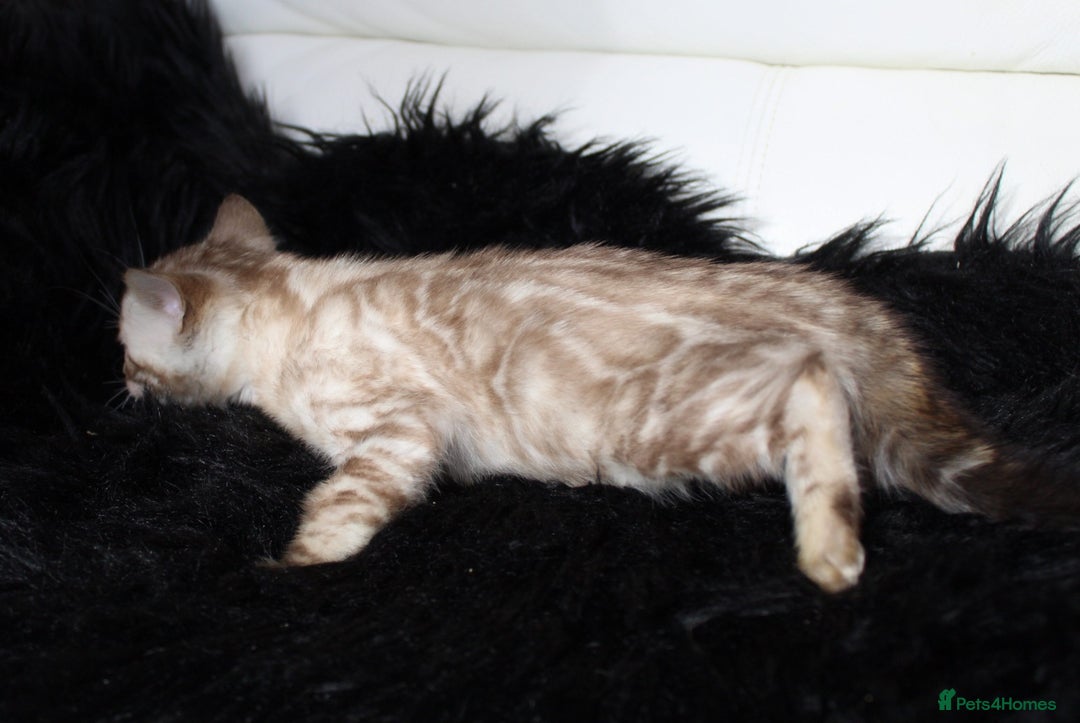 Bengal cats for sale: Stunning bengal kittens - Image 5