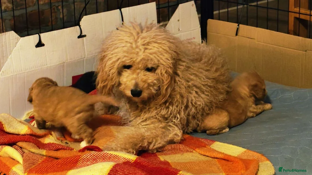 Mixed Breed dogs for sale: gorgeous cockacavapoochon for sale!! - Advert 3