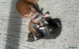 Mixed Breed cats for sale: 1 male kitten - ready to go - Image 2