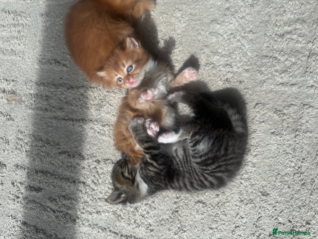 Mixed Breed cats for sale: 1 male kitten - ready to go - Image 2