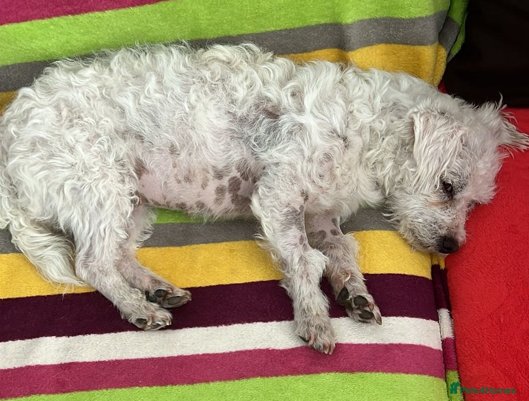Bichon Frise dogs for adoption: Beautiful & Gentle DAISY - for a Loving Home - Image 10