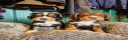 Cocker Spaniel dogs for sale: Kc working cockers health tested parents  - Advert 9