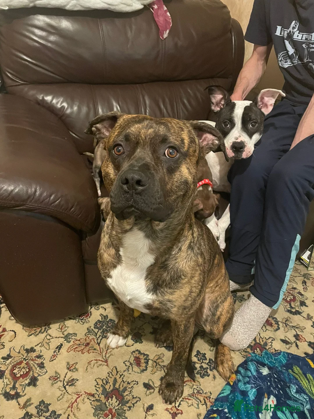 Mixed Breed dogs for sale: Beautiful Staffy cross puppies  in Dewsbury - Advert 2