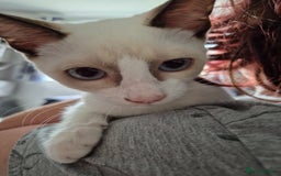 Snowshoe cats for sale:  pedigree Tica reg  snowshoes  READY NOW - Image 3