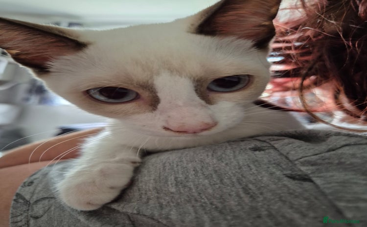 Snowshoe cats - Advert 4