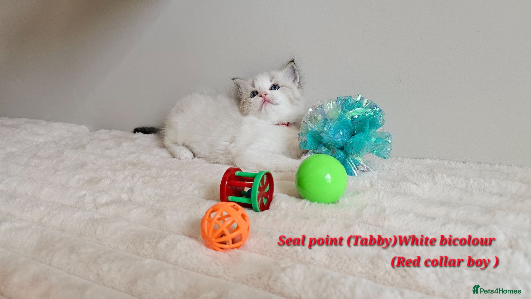 Ragdoll cats Stunning Ragdoll kittens GCCF Pet /Active  - Advert 2