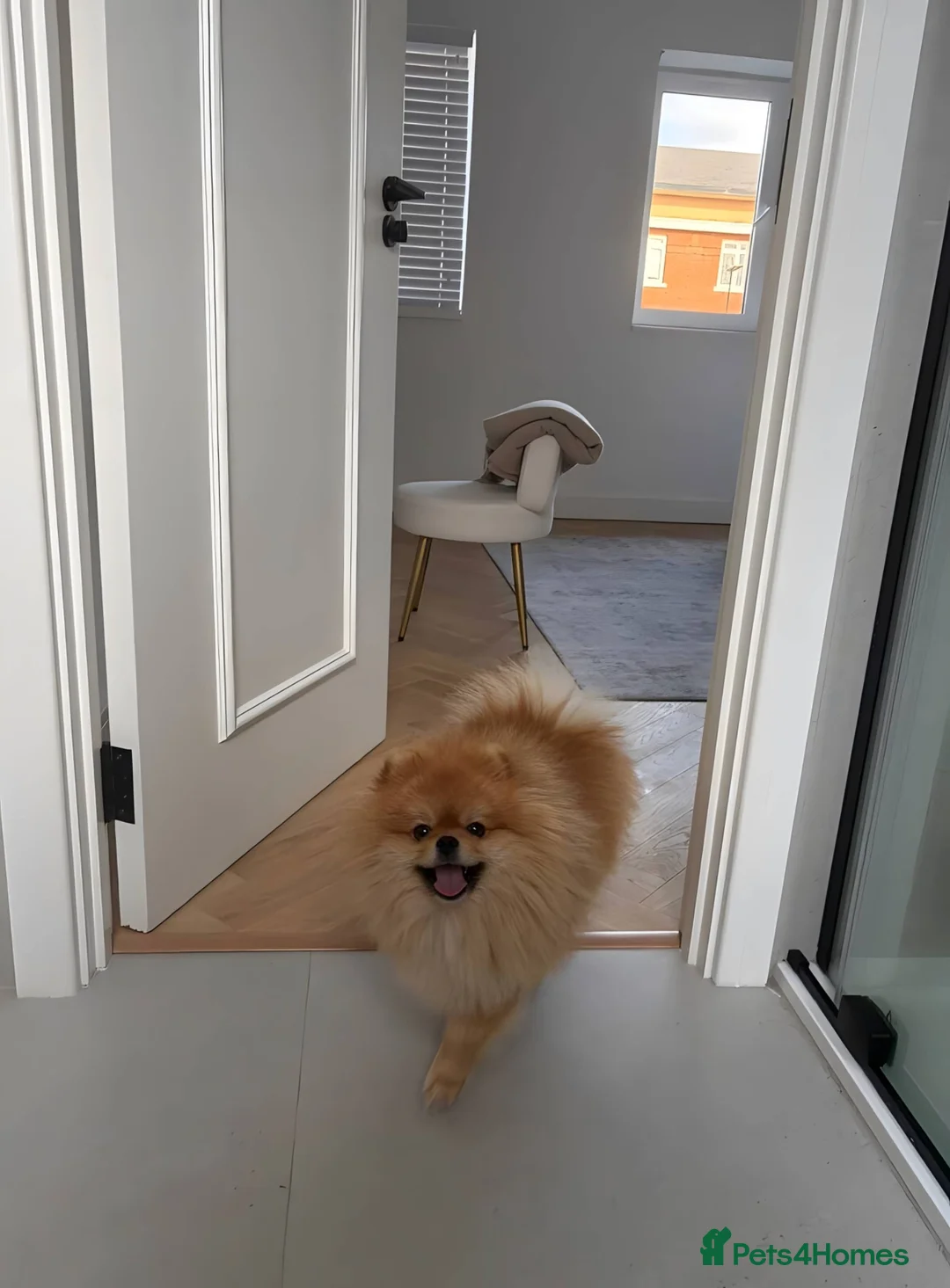 Pomeranian dogs for stud: Exclusive Pomeranian Stud  in Basildon - Advert 2